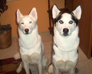JillyandBuster